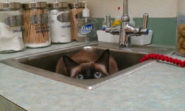 http://piximus.net/media/38562/cats-try-their-best-to-hide-from-the-vet-11.jpg