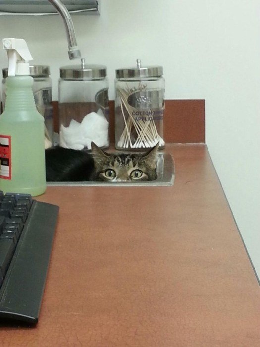 http://piximus.net/media/38562/cats-try-their-best-to-hide-from-the-vet-13.jpg