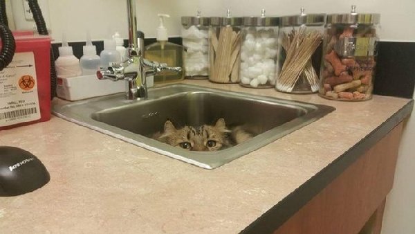 http://piximus.net/media/38562/cats-try-their-best-to-hide-from-the-vet-4.jpg