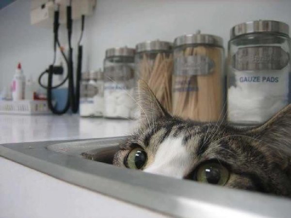 http://piximus.net/media/38562/cats-try-their-best-to-hide-from-the-vet-8.jpg