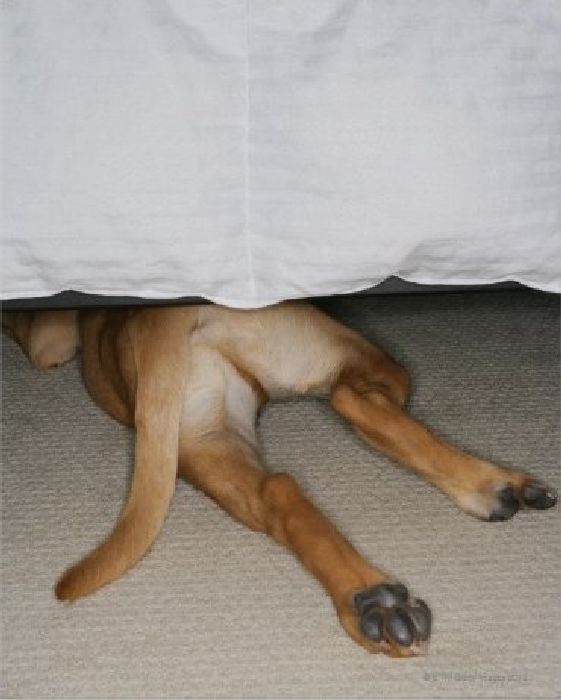 http://rlv.zcache.com/feet_and_tail_of_yellow_lab_dog_hidden_under_bed_poster-r3697348a4f0d45308f79d88f3149ddf8_wvc_8byvr_512.jpg