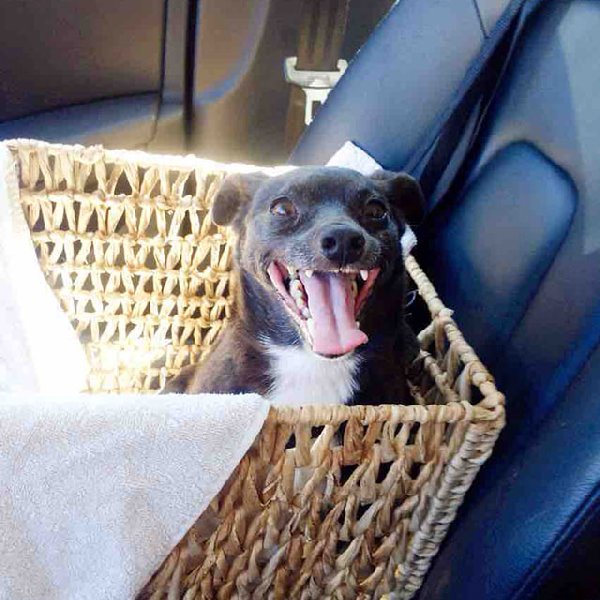 http://piximus.net/media/38476/shelter-dogs-take-their-first-trip-to-their-forever-home-28.jpg