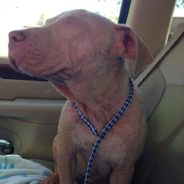 http://piximus.net/media/38476/shelter-dogs-take-their-first-trip-to-their-forever-home-9.jpg