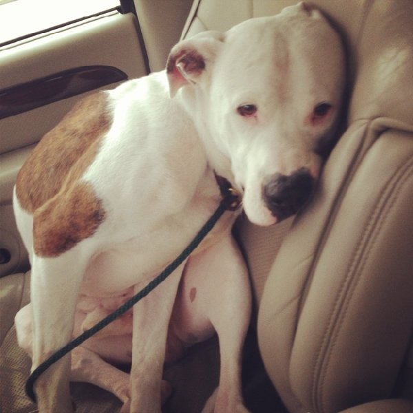 http://piximus.net/media/38476/shelter-dogs-take-their-first-trip-to-their-forever-home-11.jpg