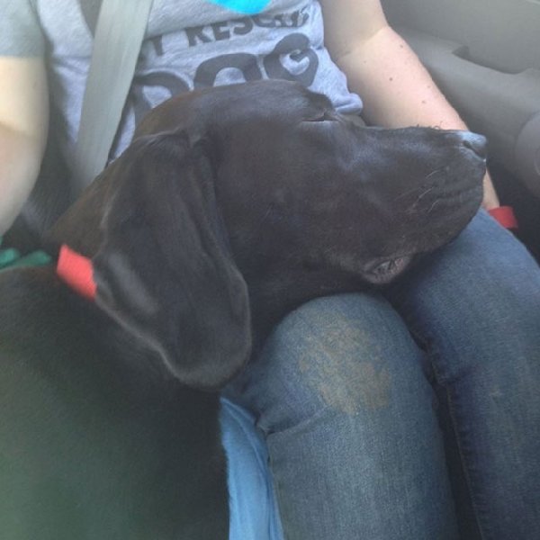 http://piximus.net/media/38476/shelter-dogs-take-their-first-trip-to-their-forever-home-12.jpg