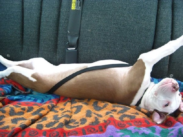 http://piximus.net/media/38476/shelter-dogs-take-their-first-trip-to-their-forever-home-18.jpg