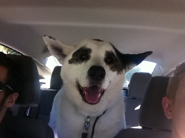http://piximus.net/media/38476/shelter-dogs-take-their-first-trip-to-their-forever-home-23.jpg