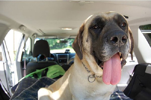 http://piximus.net/media/38476/shelter-dogs-take-their-first-trip-to-their-forever-home-26.jpg