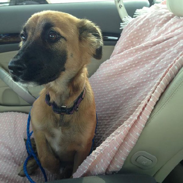 http://piximus.net/media/38476/shelter-dogs-take-their-first-trip-to-their-forever-home-27.jpg