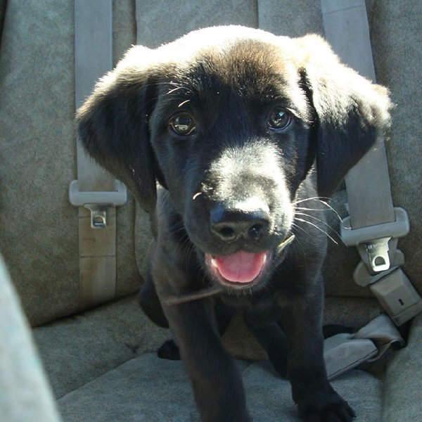 http://piximus.net/media/38476/shelter-dogs-take-their-first-trip-to-their-forever-home-2.jpg