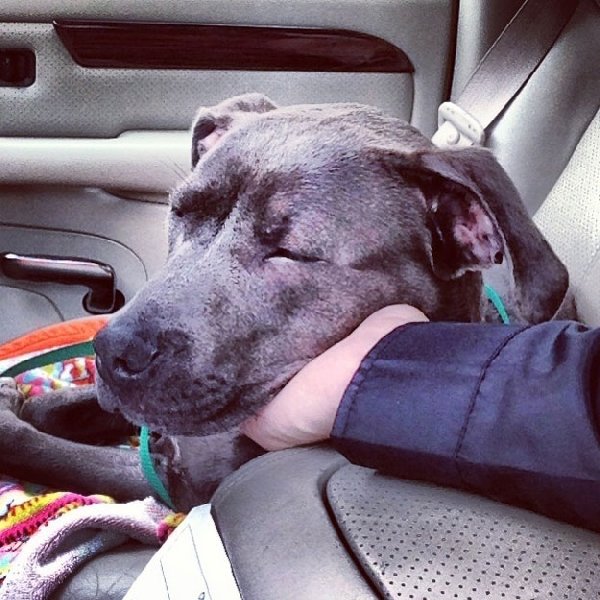 http://piximus.net/media/38476/shelter-dogs-take-their-first-trip-to-their-forever-home-8.jpg
