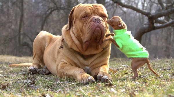 http://dogbreedersguide.com/wp-content/uploads/2015/01/big_dog_with_small_puppy_dog_picture.jpg