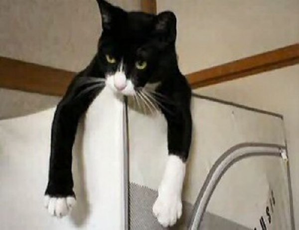 http://www.funny-cat-pictures.com/Funny-Cat-Photos/images/Balancing-Cat.jpg