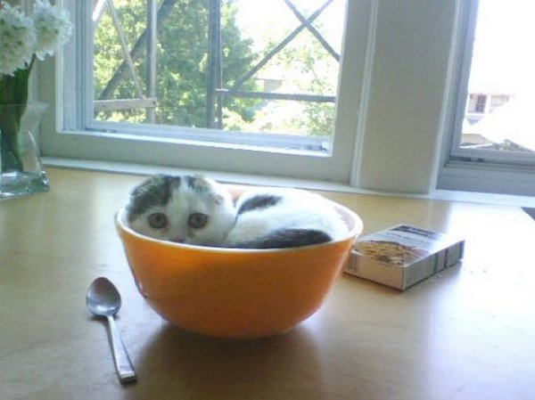 http://www.dumpaday.com/wp-content/uploads/2014/03/Animal-Ninjas-The-art-of-stealth-cat-in-cereal-bowl-14.jpg
