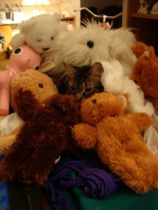 http://www.twirlit.com/wp-content/uploads/2013/06/stuffed-animals-cat.jpg