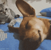 animaux-sale-caractere-gif (10)