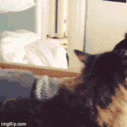 animaux-sale-caractere-gif (15)