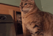 animaux-sale-caractere-gif (16)