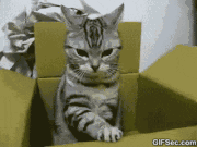 animaux-sale-caractere-gif (4)