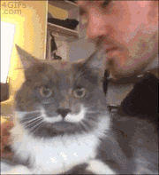 animaux-sale-caractere-gif (7)