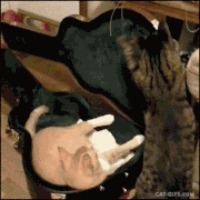 animaux-sale-caractere-gif (8)