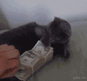 animaux-sale-caractere-gif (9)