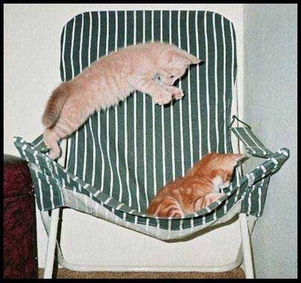 http://www.trichotomy.ca/images/cats/chairsurprise.jpg