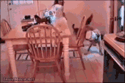 chiens-chats-pas-doues-gif (10)