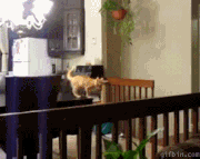 chiens-chats-pas-doues-gif (11)