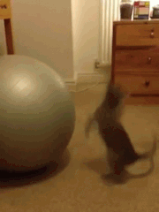 chiens-chats-pas-doues-gif (15)