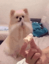 chiens-chats-pas-doues-gif (18)