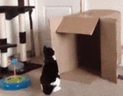 chiens-chats-pas-doues-gif (21)