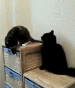 chiens-chats-pas-doues-gif (24)