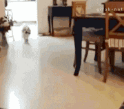 chiens-chats-pas-doues-gif (8)