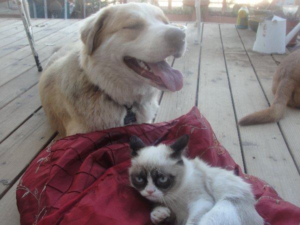 http://whyareyoustupid.com/wp-content/uploads/happy-dog-meets-grumpy-cat.jpg