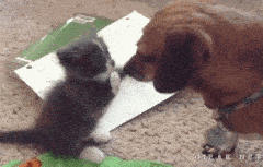 Rencontre-chiens-chats (4)