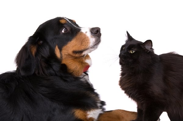 http://smileypets.com.au/wp-content/uploads/2015/06/cat-and-dog-meeting.png
