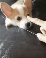 animaux-donner-sourire-gif (4)