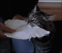 chats-devoirs-gif (2)