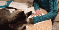 chats-devoirs-gif (3)