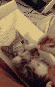 chats-devoirs-gif (4)