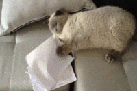 chats-devoirs-gif (5)