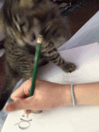 chats-devoirs-gif (6)