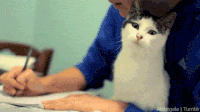chats-devoirs-gif (7)