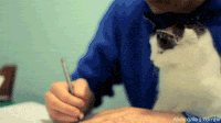 chats-devoirs-gif (8)