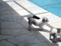 chats-sale-caractere-gif (1)