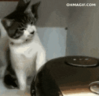 chats-sale-caractere-gif (11)