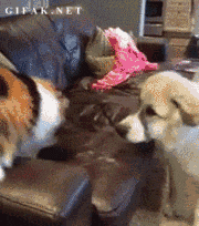 chats-sale-caractere-gif (12)
