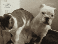 chats-sale-caractere-gif (13)