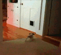 chats-sale-caractere-gif (14)